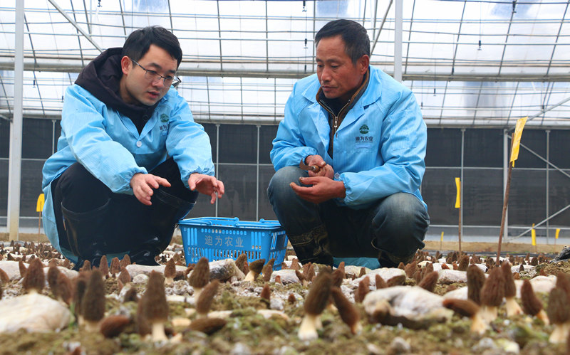 黄民凤(左）和同事一起查看羊肚菌的长势。人民网记者 刘宾摄