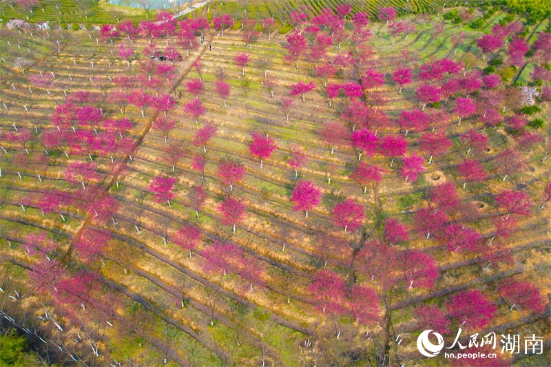 高椅岭村春暖花开的美景。人民网记者 李芳森摄