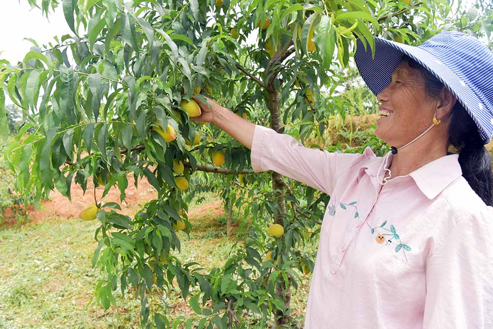 沅陵太安社区生态农业产业园的黄桃挂满枝头。贺子平摄