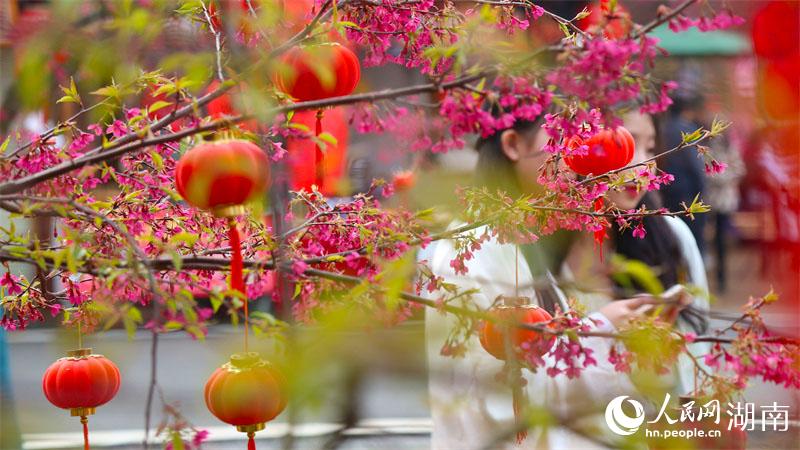 桂阳樱花园的春景，吸引游客前来观赏。人民网记者 李芳森摄