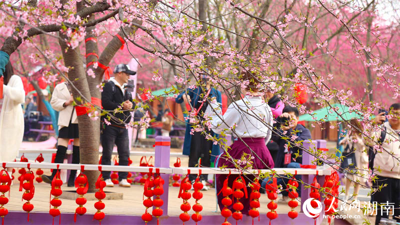 桂阳樱花园的春景，吸引游客前来观赏。人民网记者 李芳森摄