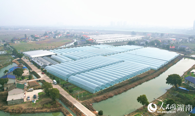 蔬菜苗基地占地约80亩。人民网记者 刘宾摄
