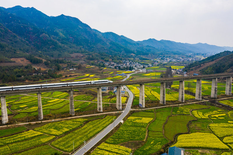 沪昆高铁穿越在与S243省道交汇的中方县铜湾镇油菜花盛开的田园中。田文国摄