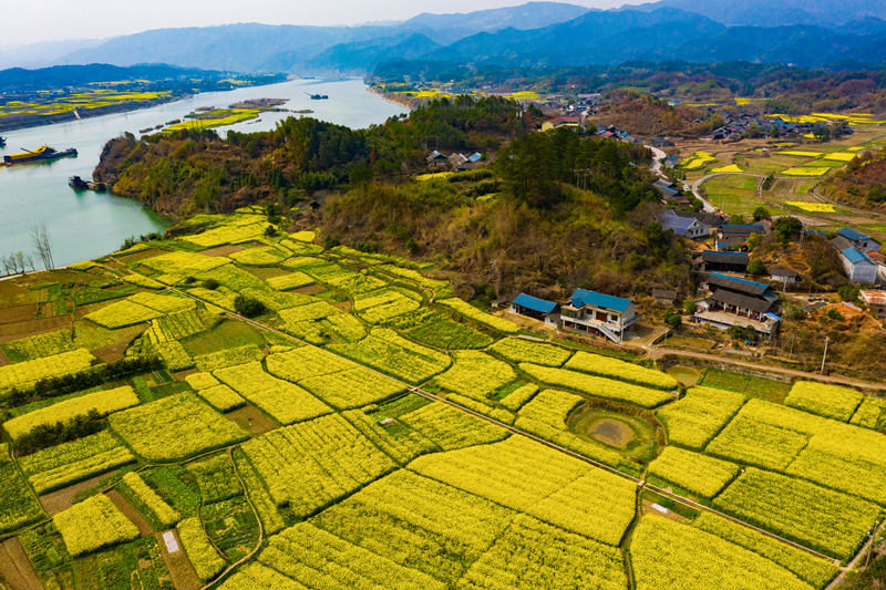 中方县铜鼎镇，沅水江边盛开的油菜花田园。田文国摄