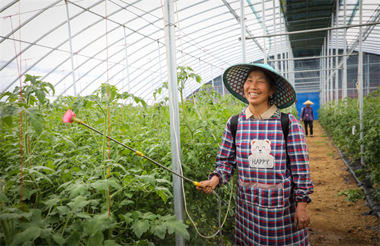 十八洞富硒蔬菜基地工作人員吳滿英正在為番茄葉噴洒農藥。張晗攝
