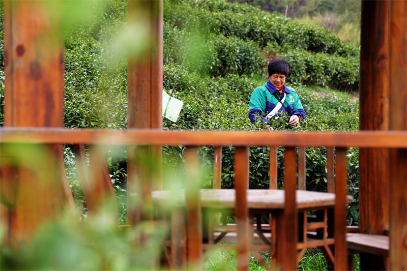 湖南安化开始了春茶的第一批采摘。人民网记者 李芳森摄