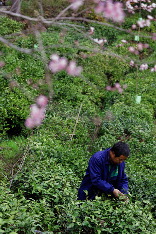 湖南安化開始了春茶的第一批採摘。人民網記者 李芳森攝