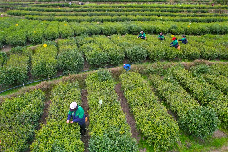 湖南安化開始了春茶的第一批採摘。人民網記者 李芳森攝