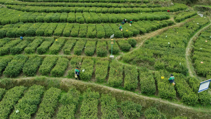 湖南安化開始了春茶的第一批採摘。魏磊攝