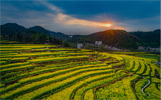 夕陽靜靜地照在花垣縣麻栗場鎮沙科村的油菜花田裡。石林榮攝