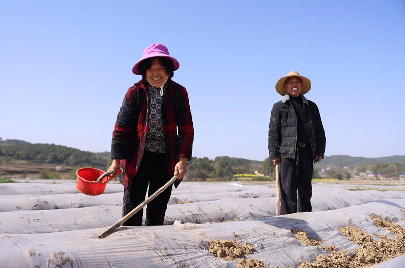 移栽完的村民喜上眉梢。李根 摄