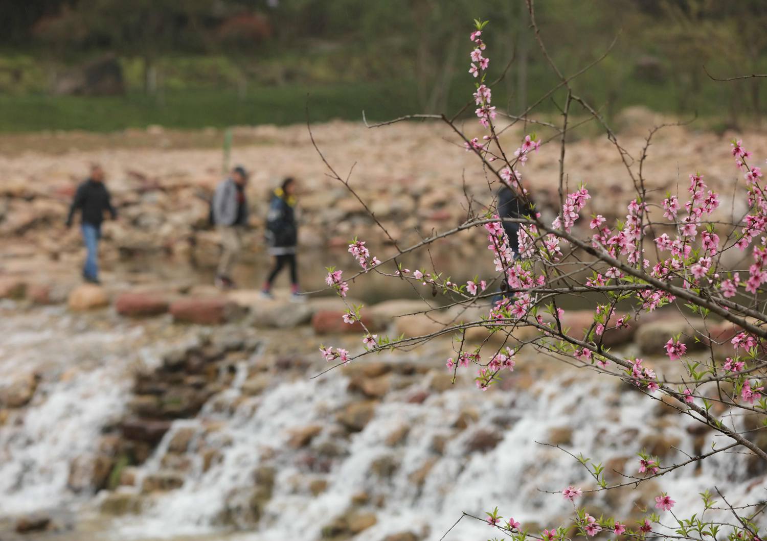 3月20日，人们行走在张家界市武陵源城区索溪河的亲水坝上。吴勇兵摄