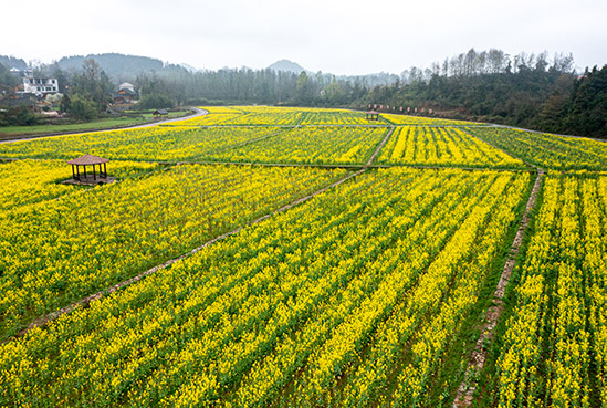 花垣鎮新農園社區扛攀村片區又一村的百畝油菜花田，目前已競相開放    石林榮 石龍攝