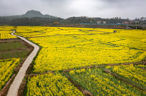 這片油菜花田由花垣道二村、者仁村、遼洞村、紫霞連片組成，面積大，且線路長。  石林榮 石龍攝