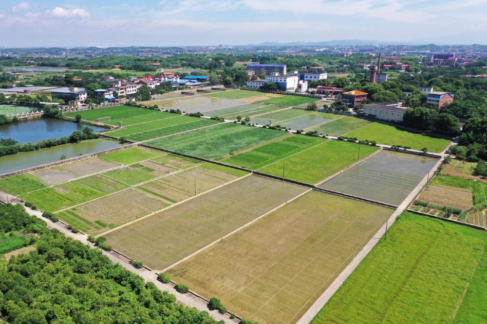 通过高标准农田改造，“小田”变成“大田”，“荒地”变成“良田”，“望天田”变成了“丰产田”。彭斌摄