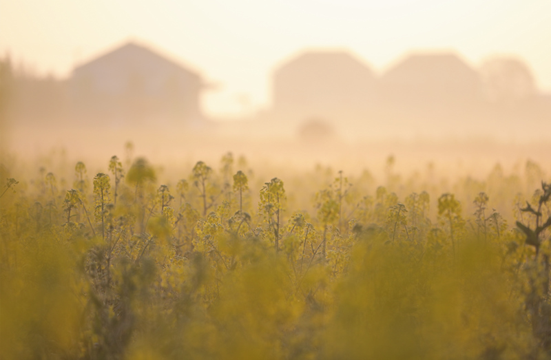 油菜花绽放。钟祖彪摄