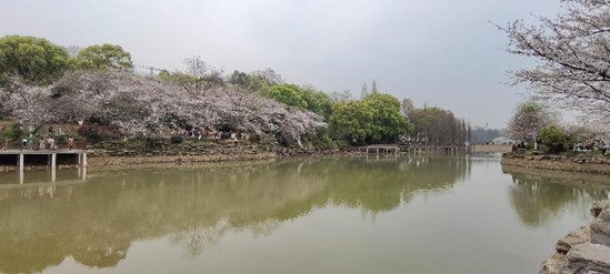 2023年湖南生态旅游节暨湖南省植物园第19届樱花节来袭