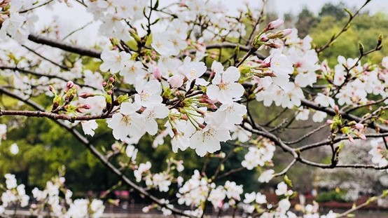 樱花绽放。单位供图