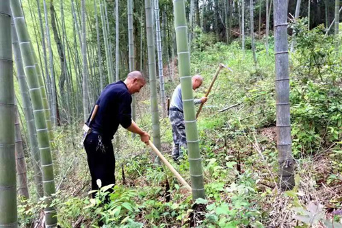 老农在竹林里砍竹挖笋。受访单位供图