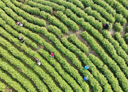 茶園採摘熱鬧現場。蔣克青攝