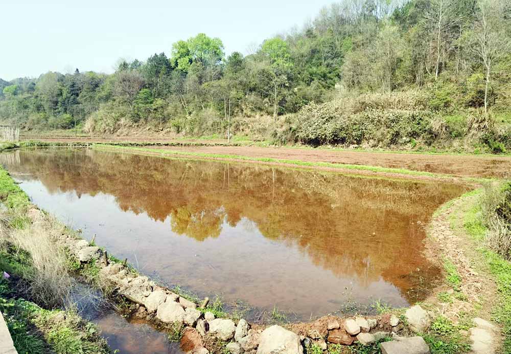 沅陵肖家橋鄉大力整治耕地拋荒見成效。歐家華 攝影