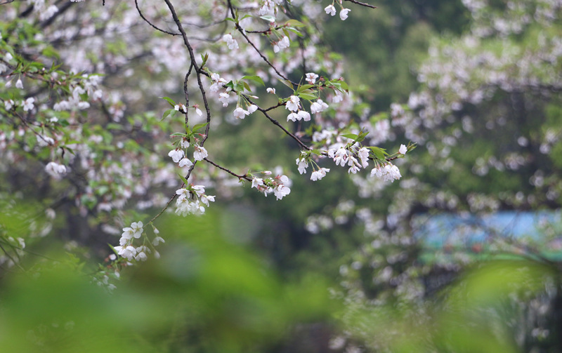 樱花烂漫。人民网记者 刘宾摄