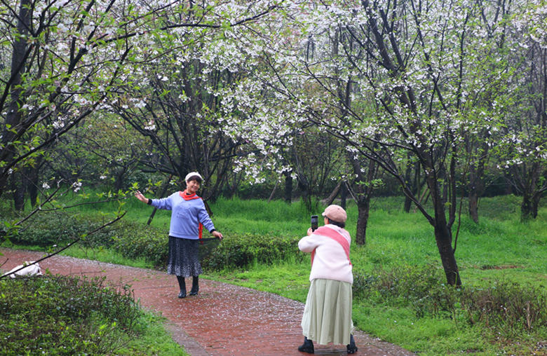 游客在櫻花樹下拍照。人民網記者 劉賓攝