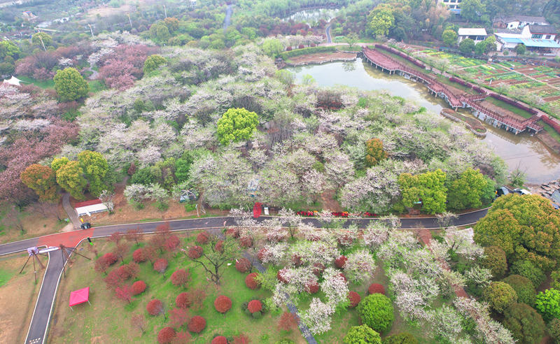 玉湖公园内盛开的樱花。人民网记者 刘宾摄