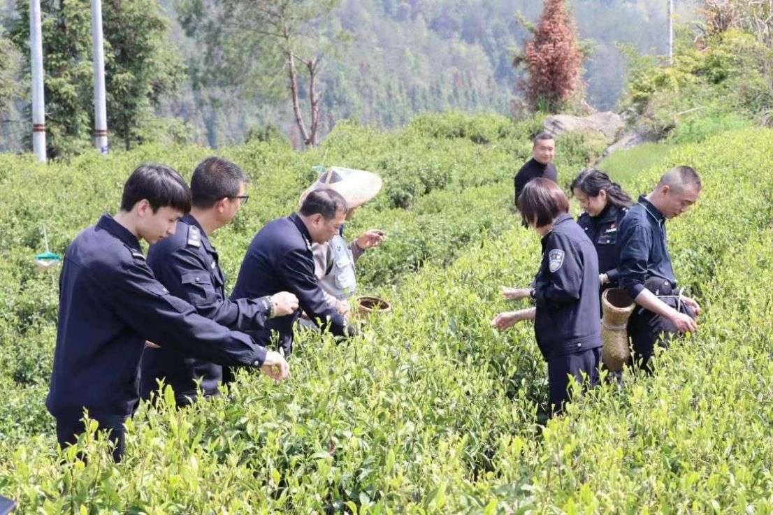 民警與茶農一同開展新茶採摘工作。單位供圖.
