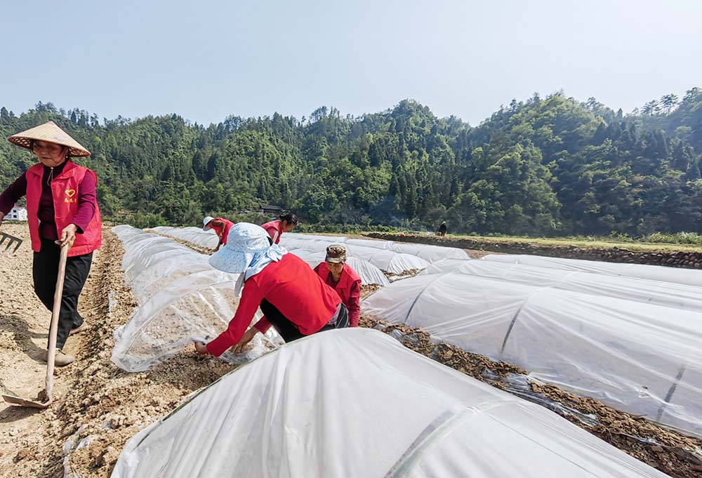 沅陵大合坪鄉曹家坪村將復墾過來的荒地發展高粱種植。謝吉健 攝影
