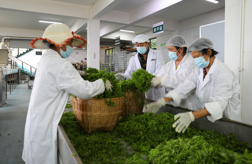 制作新茶。全校瑩攝