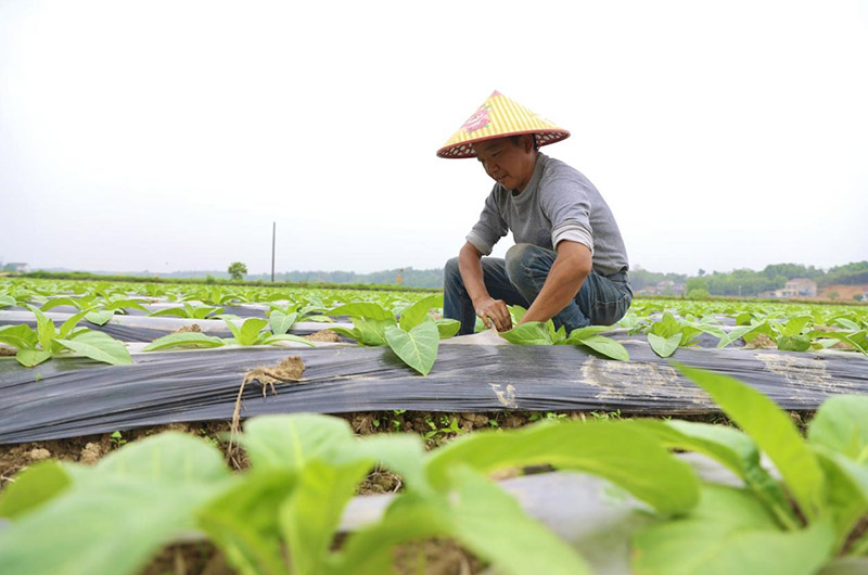 老張在田裡忙活。李根 攝