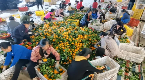 村民正在給夏橙裝箱。謝文彬攝