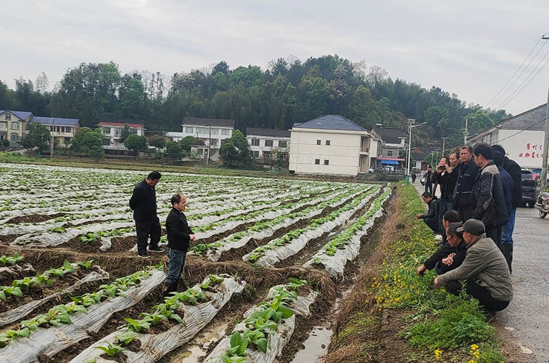 烟草科技工作者紧跟农时，常态化开展烟农技术培训。邱真武摄