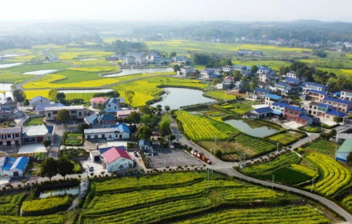 油菜花围着的陈家桥村，田园阡陌，屋舍俨然。受访单位供图