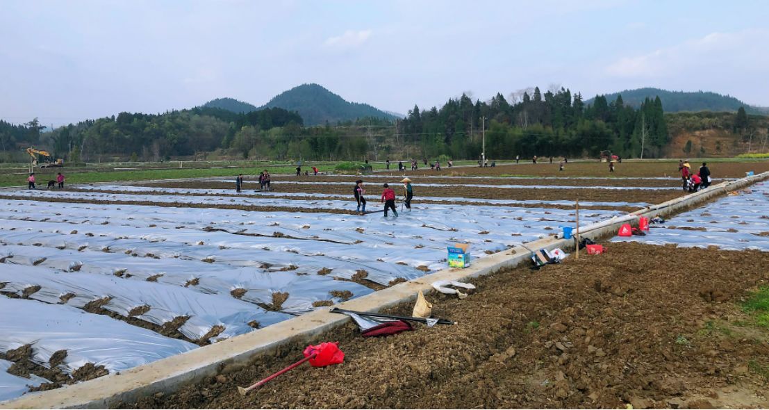 太平洲村富硒蔬菜基地。單位供圖