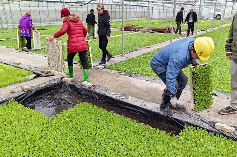 煙農在育苗棚領取煙苗。單位供圖