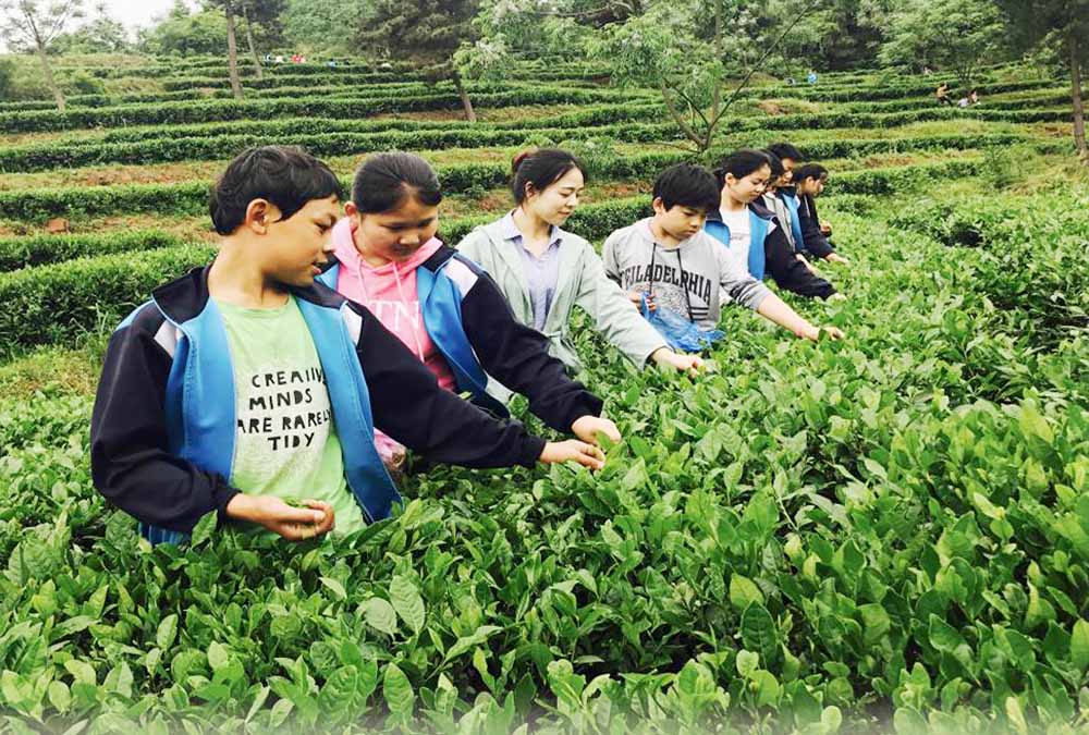 盘古乡舒溪茶场。胡卫正 摄