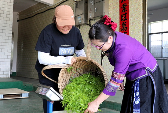 李春燕把茶农采好的鲜叶进行称重。全校莹 摄