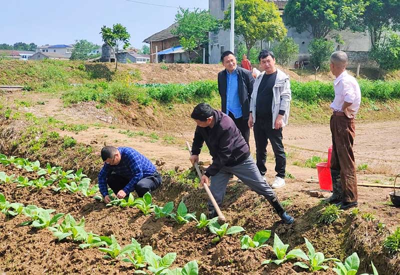 網格員到田間地頭“一對一”指導種煙大戶。單位供圖