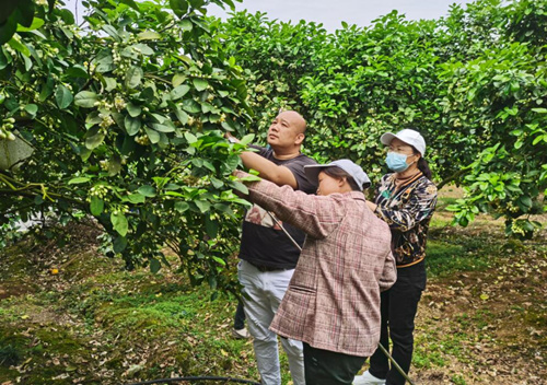 粗石江鎮粗石江社區居民代表何輝指導農戶對香柚進行人工授粉。受訪單位供圖