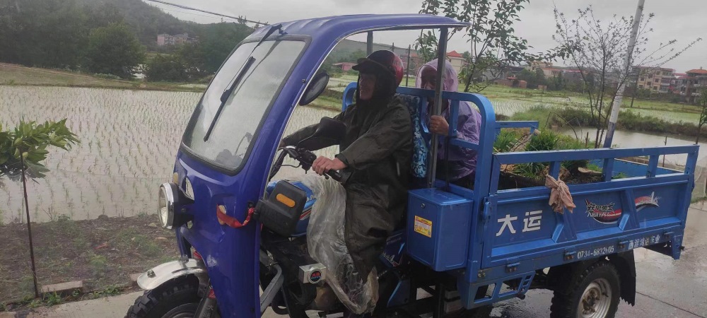 村民驾驶三轮摩托车帮助种粮大户运秧。单位供图