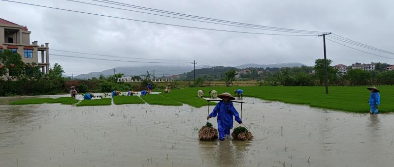 村民冒雨在秧田里扯秧。单位供图