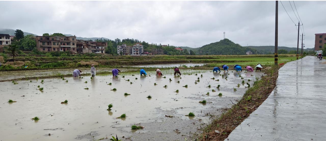 衡阳县大安乡种粮大户曾小成雇请当地村民冒雨在田里插田。单位供图