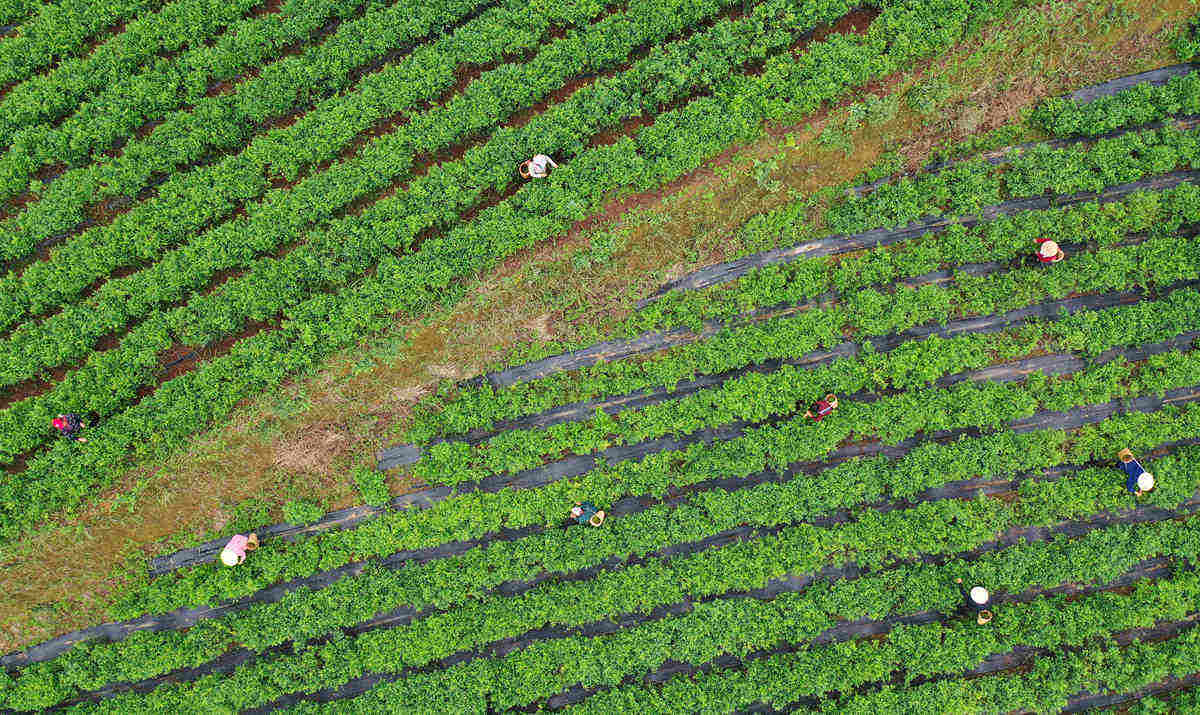 2023年5月8日，在湖南张家界市武陵源区金杜村莓茶种植基地，茶农在采摘鲜叶。吴勇兵摄