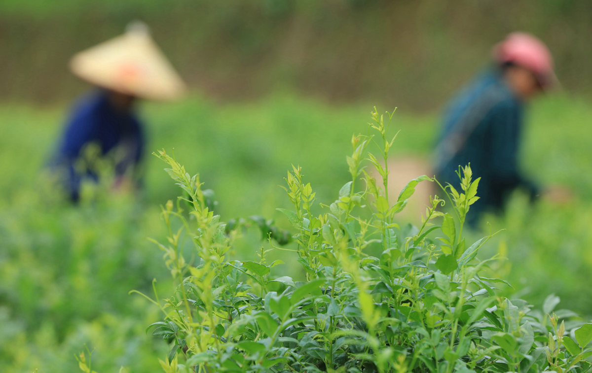 2023年5月8日，在湖南张家界市武陵源区金杜村莓茶种植基地，茶农在采摘鲜叶。吴勇兵摄