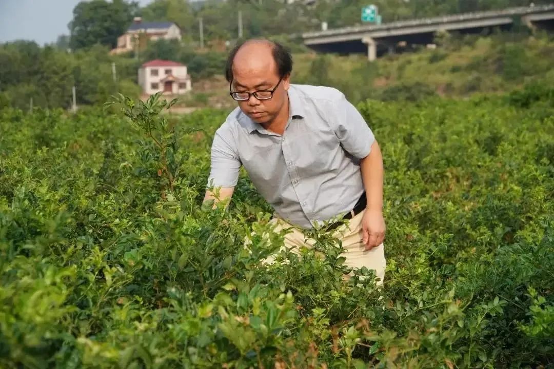 被茶農視作“定心石”的鄧武成格外忙碌。單位供圖