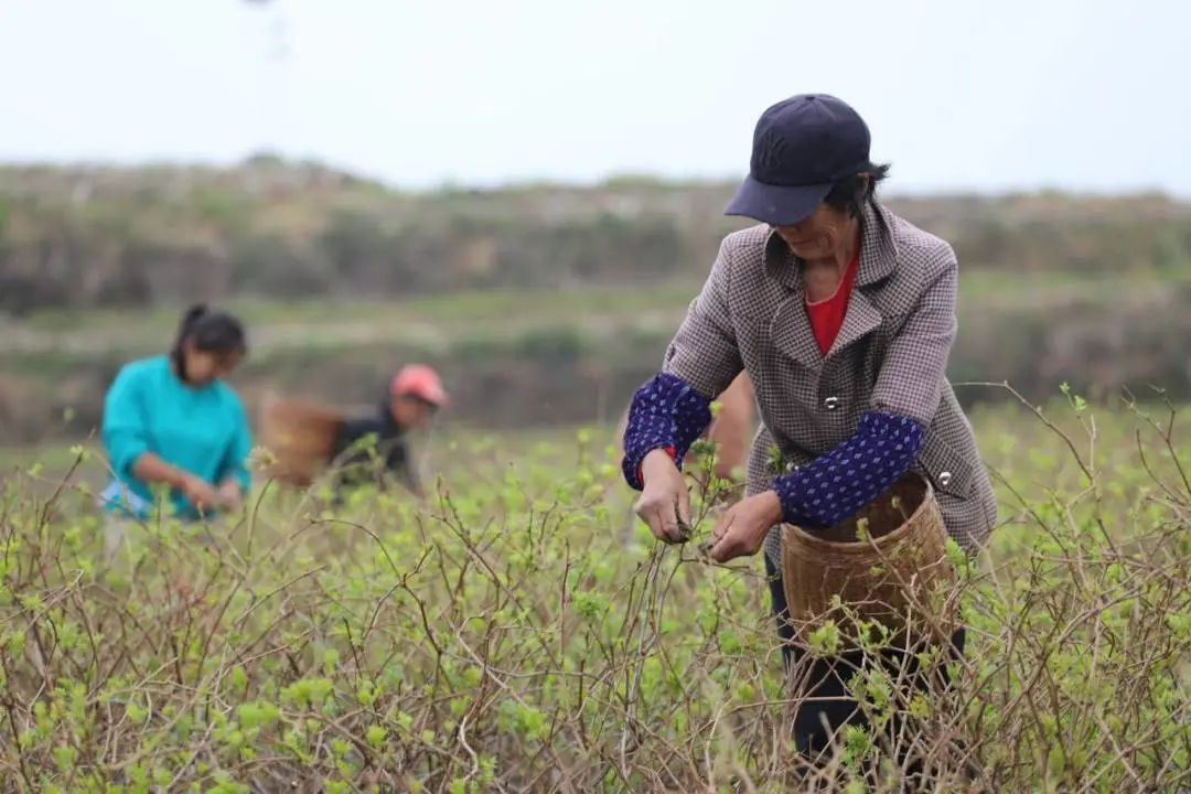 採摘莓茶。單位供圖