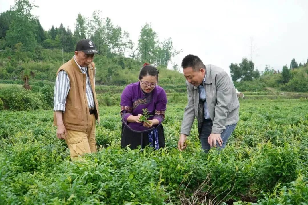 莓茶之父黃宏全、區派科技特派員盧良軍正悉心指導茶農科學防治病虫害。單位供圖
