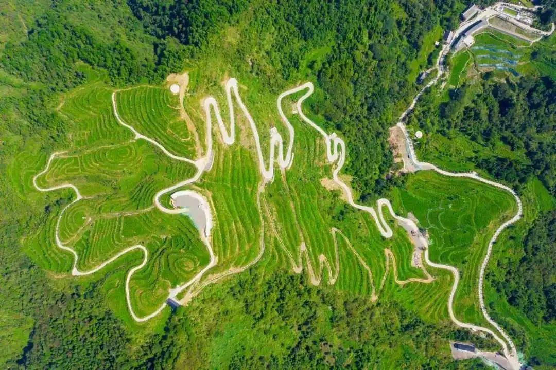 五月的莓茶園，綠意蔥蘢，茶香彌漫。單位供圖